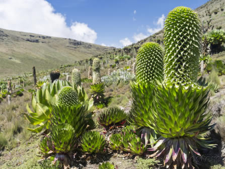 Mount Kenya Climb Naro Moru  Route Out Chogoria  4 Days